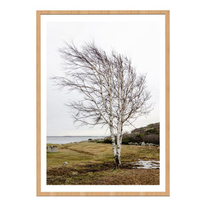 Solitary Tree Framed Print 80cm x 100cm